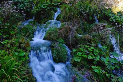 Waterfall in forest