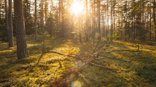 Trees in forest