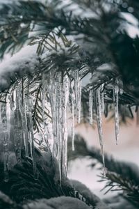 Close-up of icicles on tree during winter