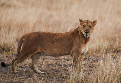 Portrait of lion in a field