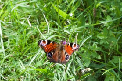 High angle view of butterfly on grass