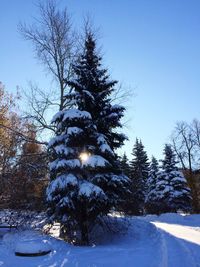 Trees against clear sky during winter