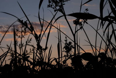 Silhouette plants against sky during sunset