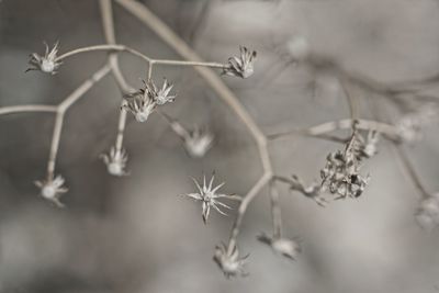 Close-up of wilted plant