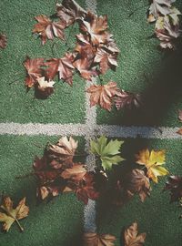 Leaves on ground