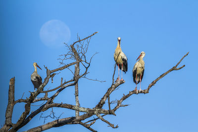 Low angle view of bird perching on branch against blue sky