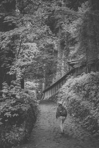 Rear view of horse walking on plants