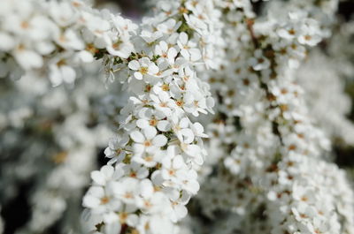 Close-up of cherry blossoms