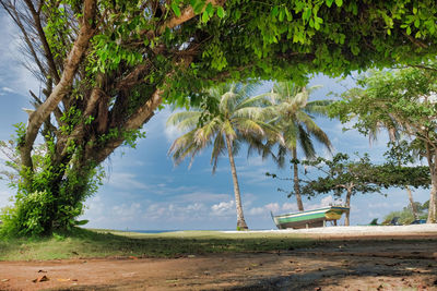 Scenic view of palm trees at beach against sky