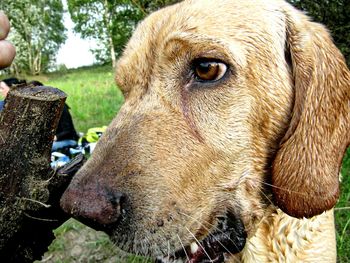 Close-up of dog
