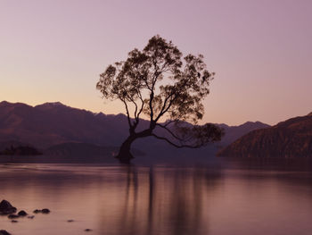 Silhouette tree in lake against clear sky during sunset