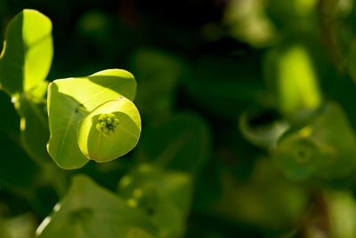 Close-up of green flowering plant