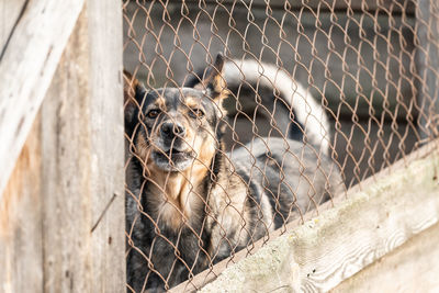 Portrait of dog in zoo