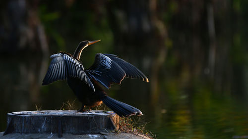 Bird perching on wooden post