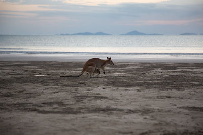 Cape hillsborough, qld