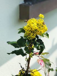 Close-up of yellow flowering plant