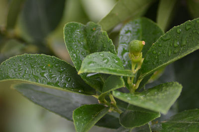 Close-up of wet plant leaves