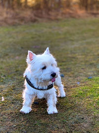 View of dog on field
