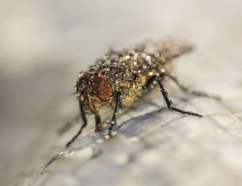 Close-up of spider