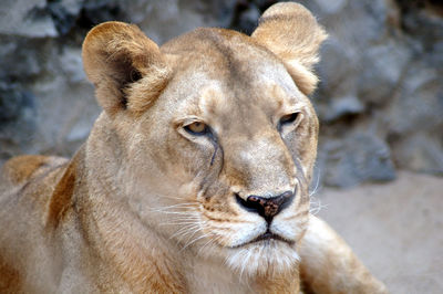 Close-up of a lion