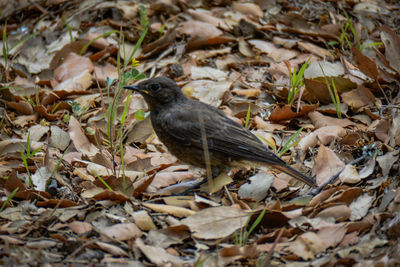 High angle view of bird perching on dry leaves