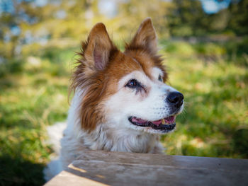 Close-up of a dog looking away