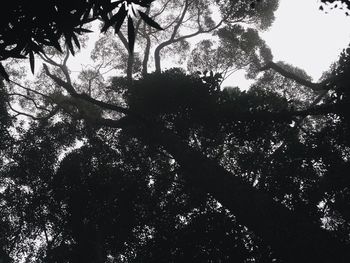 Low angle view of silhouette trees against sky