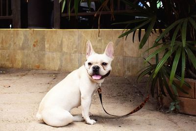 Portrait of a dog