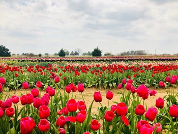 Red tulips in field against cloudy sky