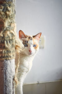 Close-up portrait of a cat against wall