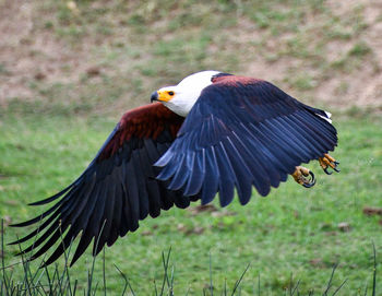 Bird flying over a field