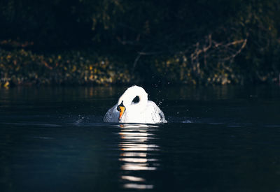 Swan swimming in a lake