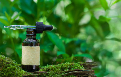 Close-up of glass bottle on plant