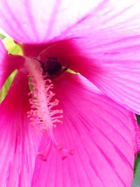 Close-up of insect on pink flower