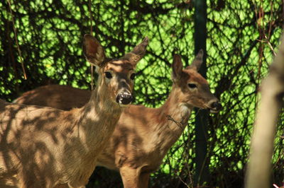 Close-up portrait of deer standing in forest