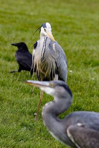 Bird on grassy field