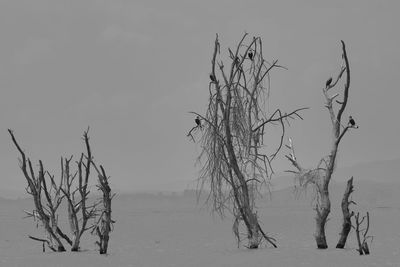 Bare tree against sky