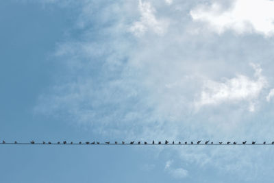 Low angle view of birds perching on cable against sky