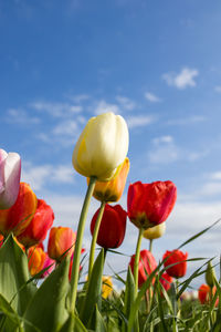 Close-up of pink flowering plants against sky