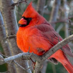 Close-up of bird perching on branch