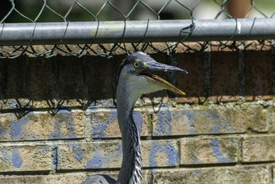 Bird looking through metal fence