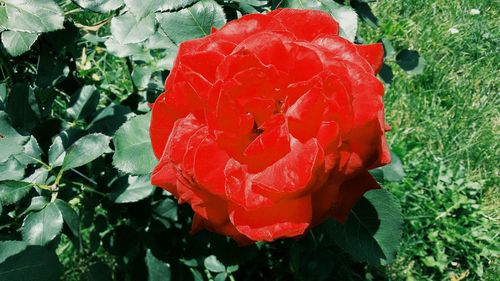 Close-up of wet red rose blooming outdoors