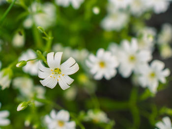 Close-up of white flowers blooming outdoors