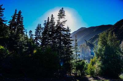 Trees in forest against blue sky