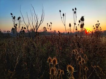 Close-up of plants on field against sky during sunset