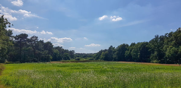 Scenic view of field against sky