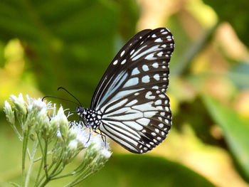 Close-up of butterfly pollinating on flower