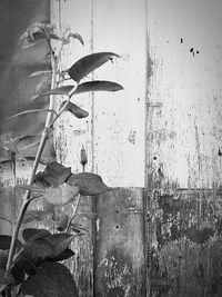 Close-up of snake against plants