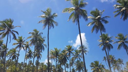 Low angle view of palm trees against blue sky