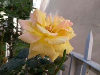 Close-up of yellow rose blooming outdoors